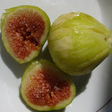 Turkish Fig