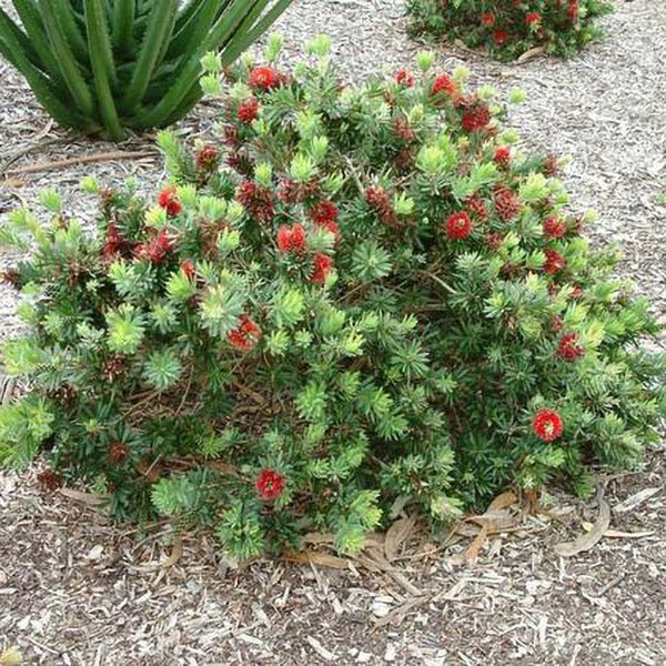 bottle brush plant fertilizer Little John Dwarf Bottlebrush Flower Shrub