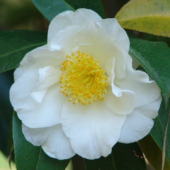 White Shade Camellia