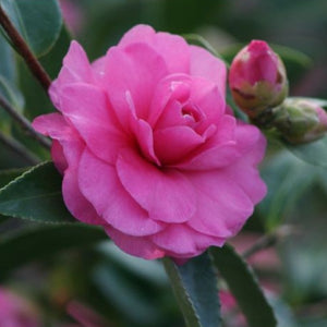 Pink Shade Sasanqua Camellia