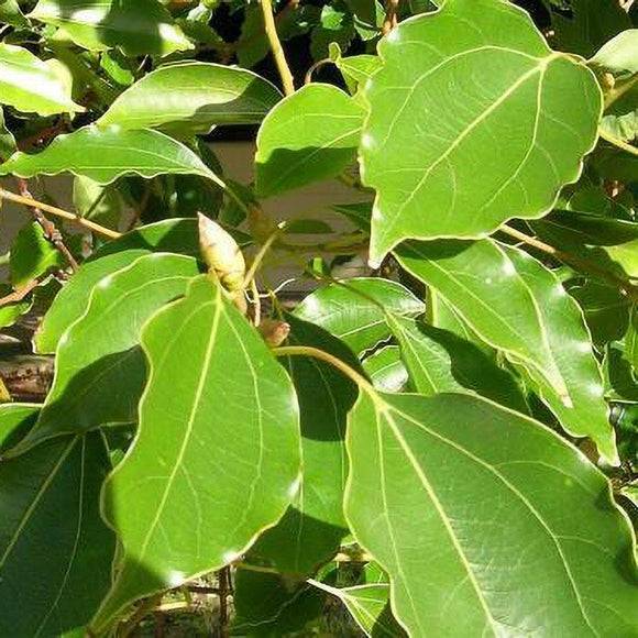 camper tree Camphor Tree General Tree - 15 Gallon ( 6