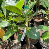 Jackfruit - C&J Gardening Center