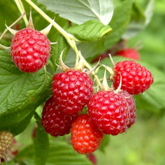 Caroline Everbearing Raspberry | C&J Gardening Center
