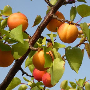 Chinese Apricot Tree
