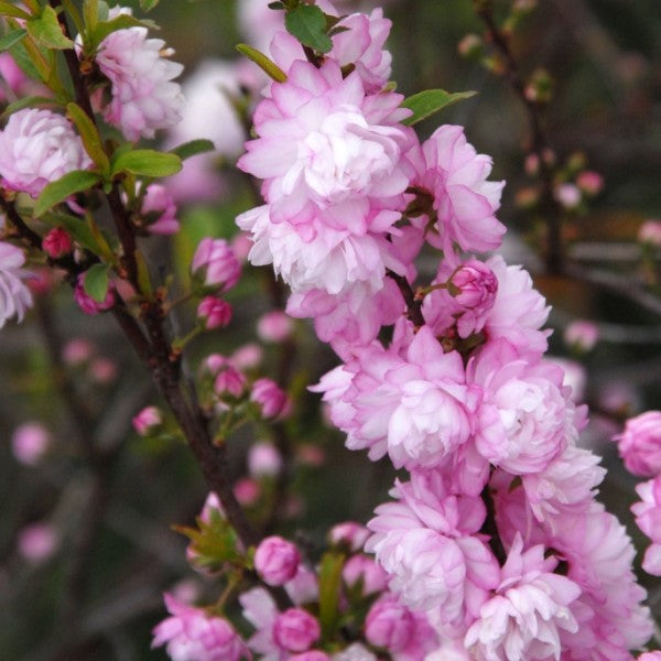 Chinese Double Flowering Pink Bush Cherry | C&J Gardening Center
