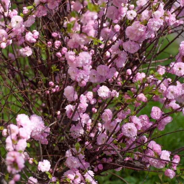 Chinese Double Flowering Pink Bush Cherry | C&J Gardening Center