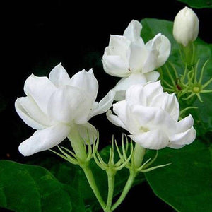 Arabian Jasmine Arabian Nights