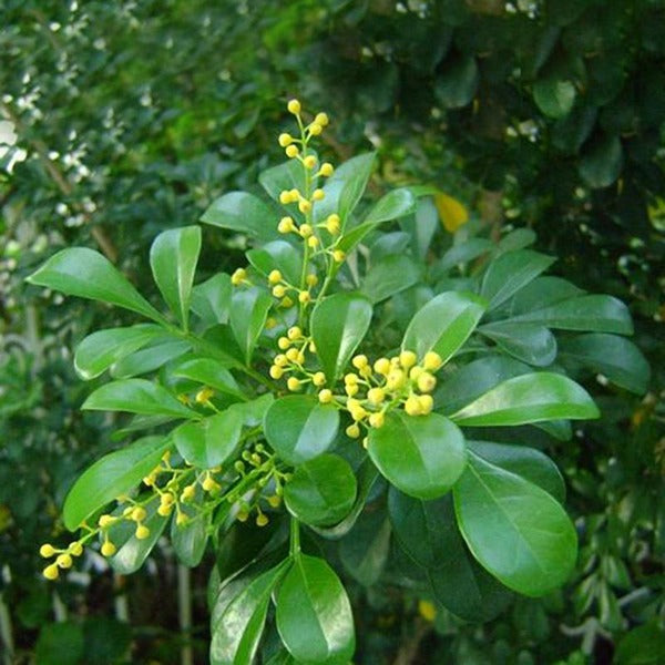 Chinese Rice Flower | C&J Gardening Center