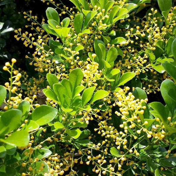 Chinese Rice Flower | C&J Gardening Center