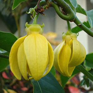 Ylang Ylang Vine