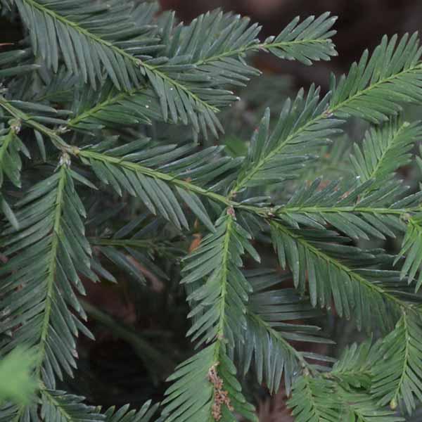Coast Redwood | C&J Gardening Center