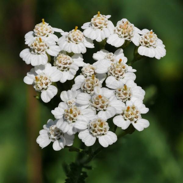 yarrow flower