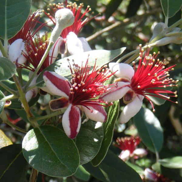 pineapple guava plant las vegas Pineapple Guava