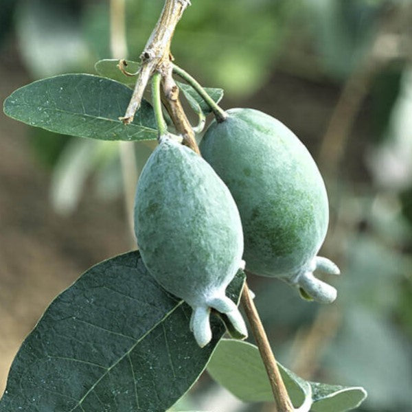pineapple guava plant Pineapple Guava Exotic Fruit Tree