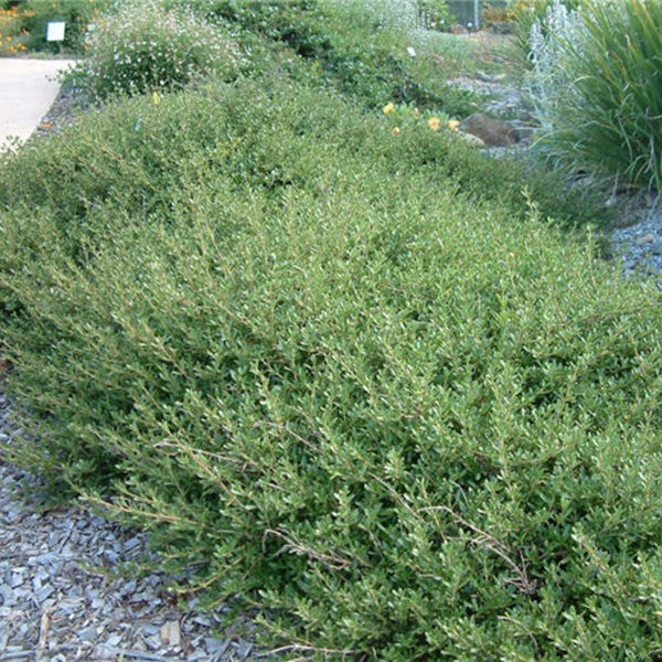 Kirk's Coprosma Desert