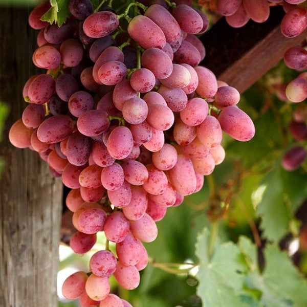 Flame Seedless Grape C&J Gardening Center