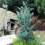 Crystal Blue Fern Pine - C&J Gardening Center