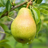 D’Anjou Pear