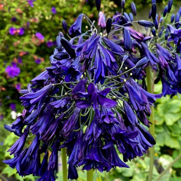 blue asiatic lily Dark Blue Lily of the Nile Flower Shrub