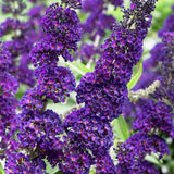 Dark Purple Butterfly Bush