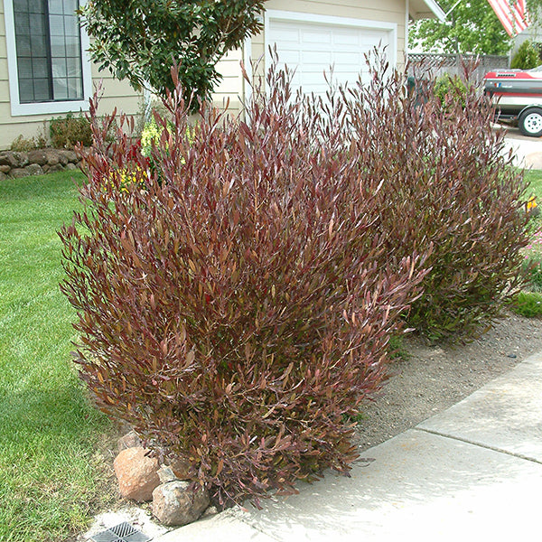 hop seed plants Purple Hopseed Bush Hedge Shrub - 15 Gallon ( 4