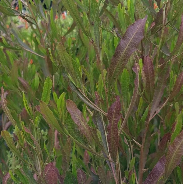 hop seed plants Purple Hopseed Bush Hedge Shrub - 15 Gallon ( 4