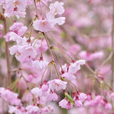 Double Pink Weeping Flowering Cherry