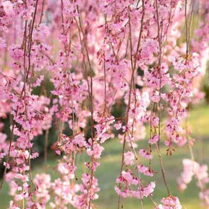 Double Pink Weeping Flowering Cherry