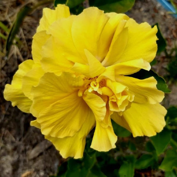 double yellow flower live hibiscus potted plant Double Yellow Hibiscus