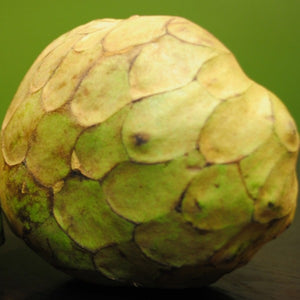 Dr. White Cherimoya