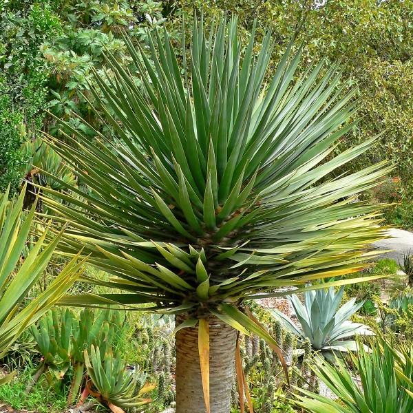 Dragon Tree | C&J Gardening Center