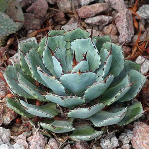 Dwarf Butterfly Agave