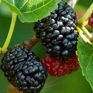 Dwarf Everbearing Black Mulberry