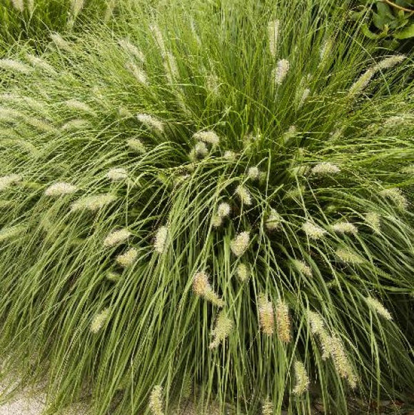 Dwarf Fountain Grass