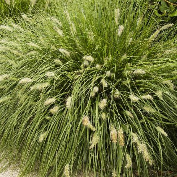 Dwarf Fountain Grass | C&J Gardening Center