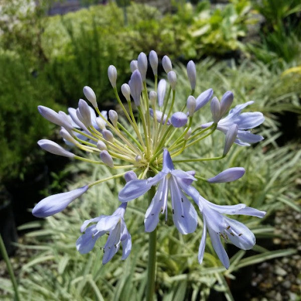 Dwarf Variegated Agapanthus Flower Shrub