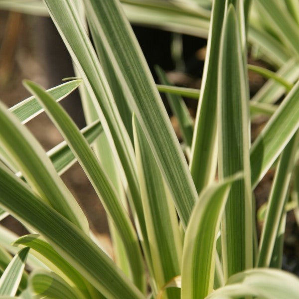 Dwarf Variegated Agapanthus Flower Shrub