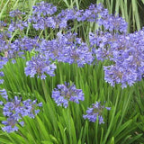 Dwarf Blue Lily of the Nile - C&J Gardening Center