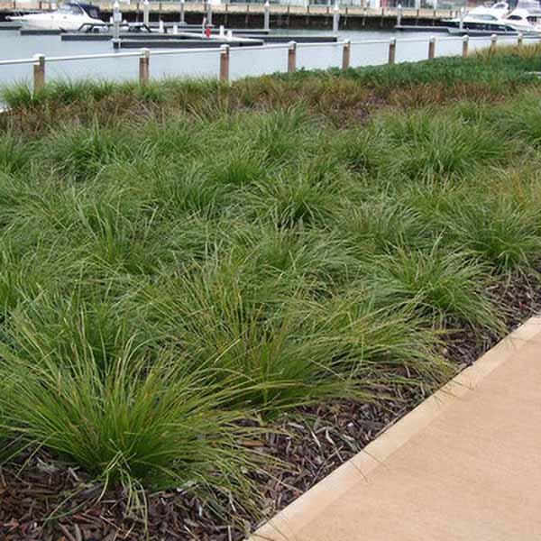 Dwarf Rushes Dwarf Mat Rush | C&J Gardening Center