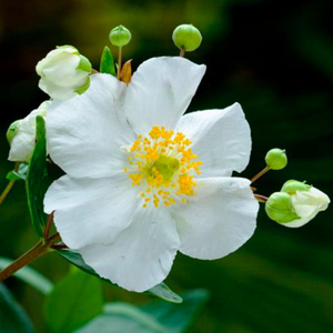 Elizabeth Bush Anemone