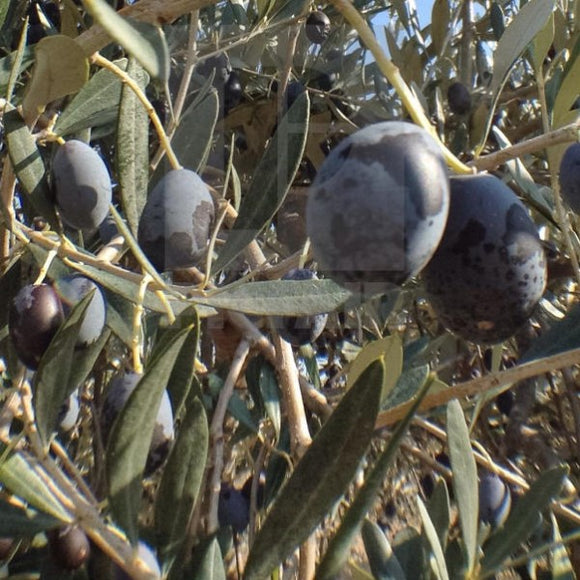 Empeltre Fruiting Olive