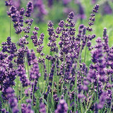 English Lavender - C&J Gardening Center