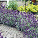 English Lavender - C&J Gardening Center