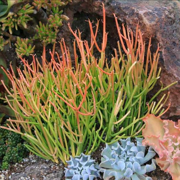 stick plant succulent Firestick Plant Euphorbia Tirucalli Sticks on Fire 5 Gallon Red Orange Stems Desert Succulent