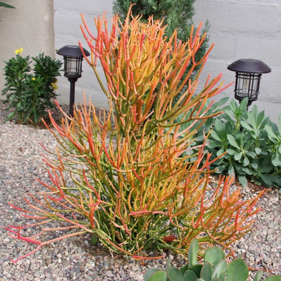 red pencil cactus Firestick Plant Euphorbia Tirucalli Sticks on Fire 5 Gallon Red Orange Stems Desert Succulent