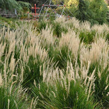 Fairy Tails Fountain Grass - C&J Gardening Center