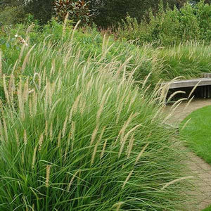 Fairy Tails Fountain Grass - C&J Gardening Center