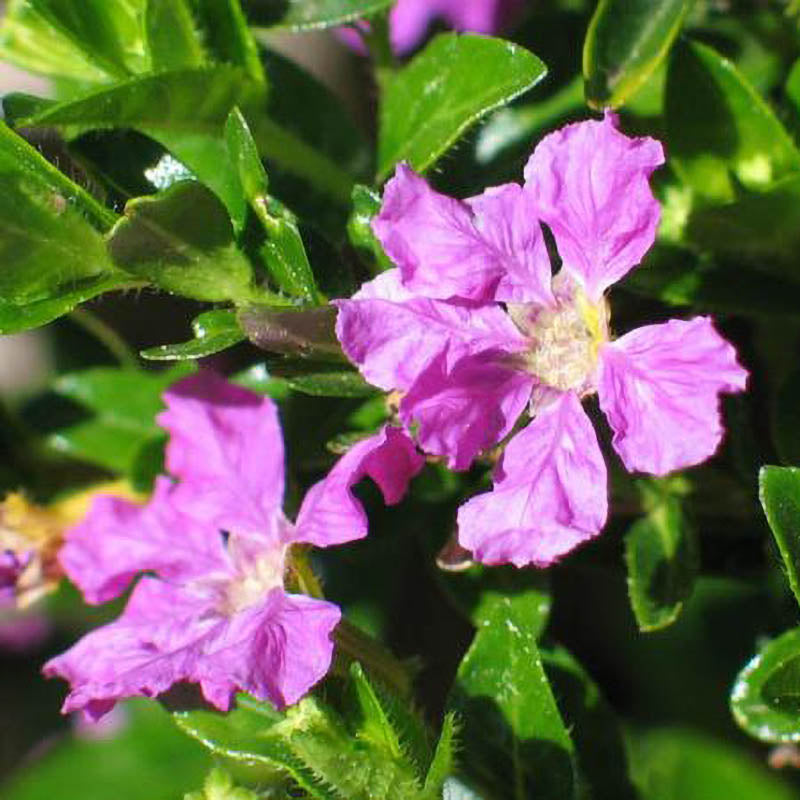 mexican heather house plant Mexican Heather Flower Shrub