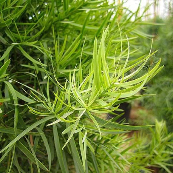 Fern Pine - Podocarpus Gracilior