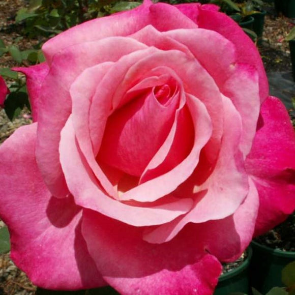 First Prize Rose Shurb